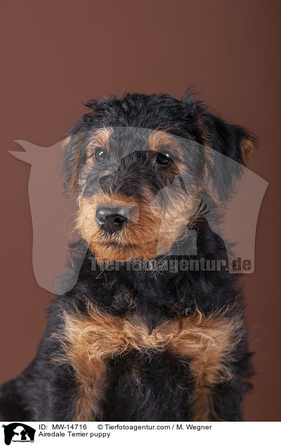 Airedale Terrier puppy / MW-14716