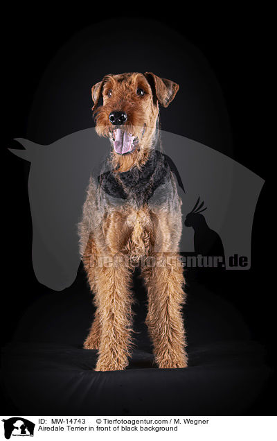 Airedale Terrier in front of black background / MW-14743
