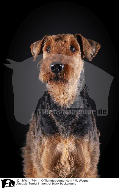 Airedale Terrier in front of black background / MW-14744