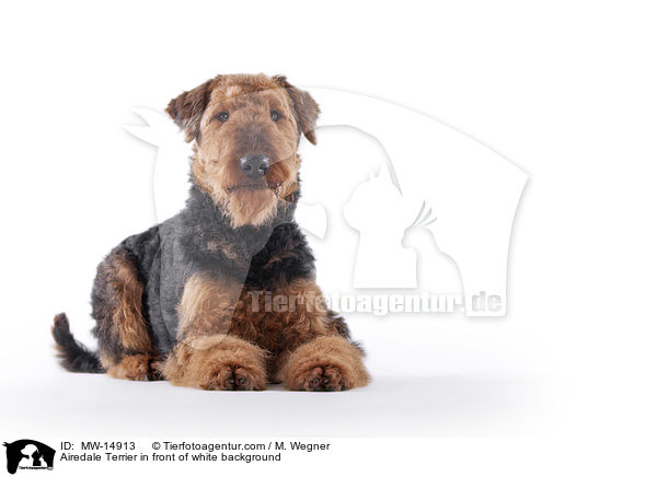 Airedale Terrier in front of white background / MW-14913