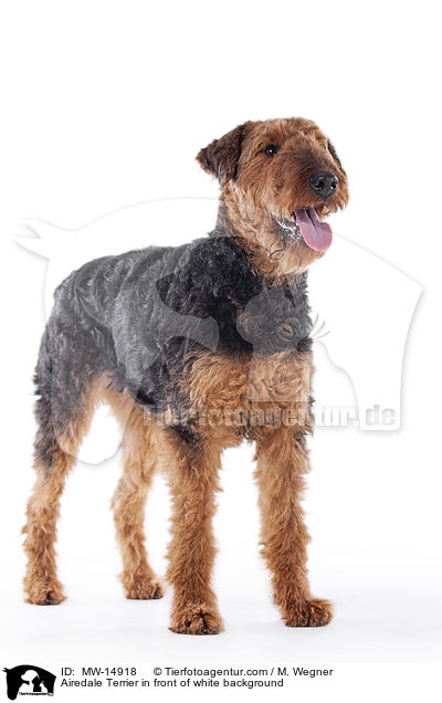 Airedale Terrier in front of white background / MW-14918