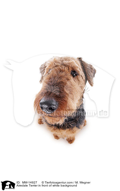 Airedale Terrier in front of white background / MW-14927