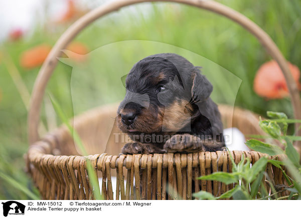 Airedale Terrier Welpe im Krbchen / Airedale Terrier puppy in basket / MW-15012