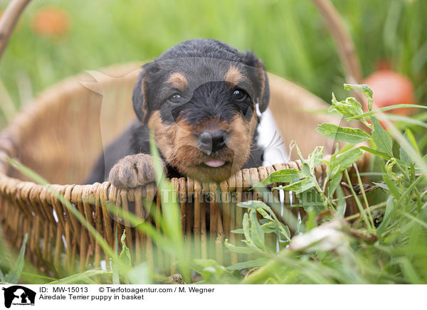 Airedale Terrier Welpe im Krbchen / Airedale Terrier puppy in basket / MW-15013