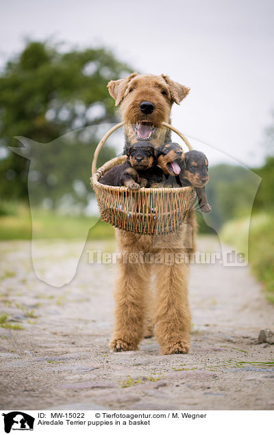 Airedale Terrier puppies in a basket / MW-15022