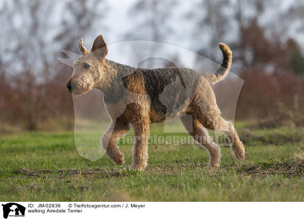 walking Airedale Terrier / JM-02836
