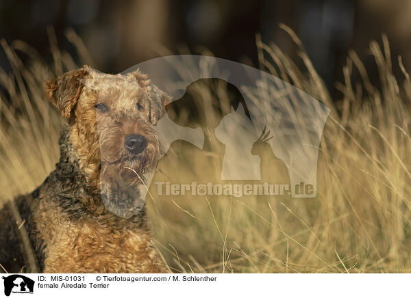 female Airedale Terrier / MIS-01031