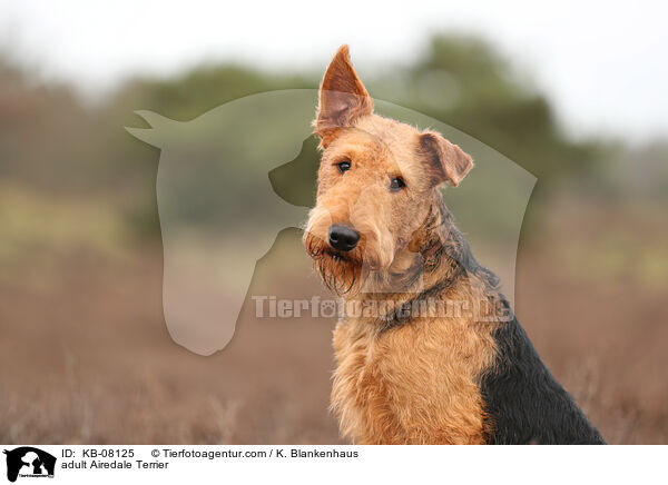 adult Airedale Terrier / KB-08125