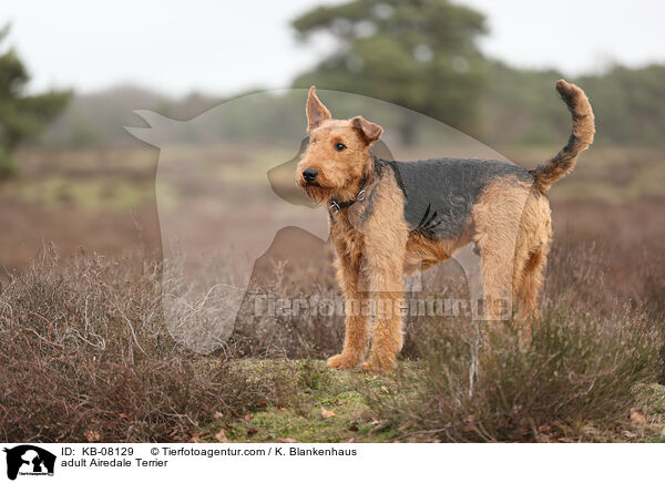 adult Airedale Terrier / KB-08129