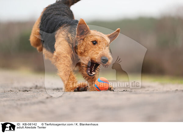 adult Airedale Terrier / KB-08142