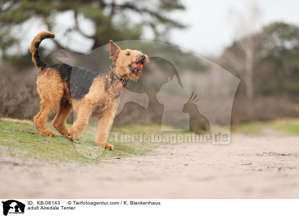 adult Airedale Terrier / KB-08143