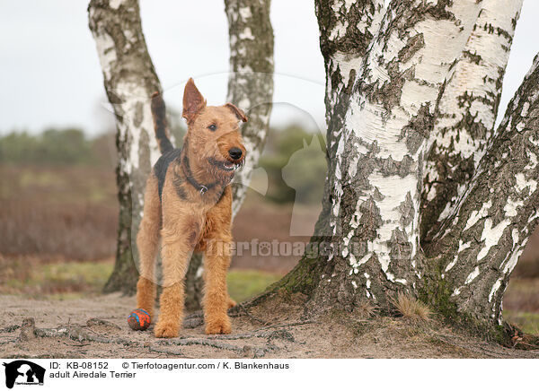 adult Airedale Terrier / KB-08152