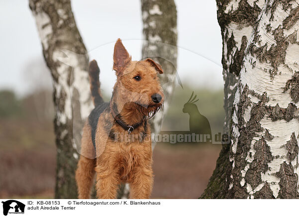 adult Airedale Terrier / KB-08153
