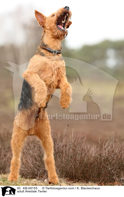 adult Airedale Terrier / KB-08155