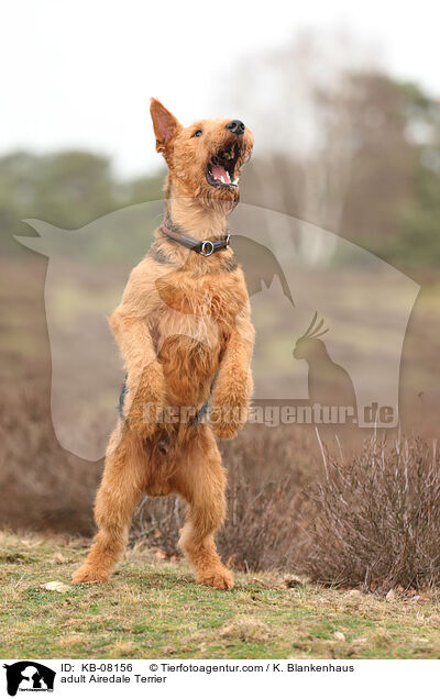 adult Airedale Terrier / KB-08156