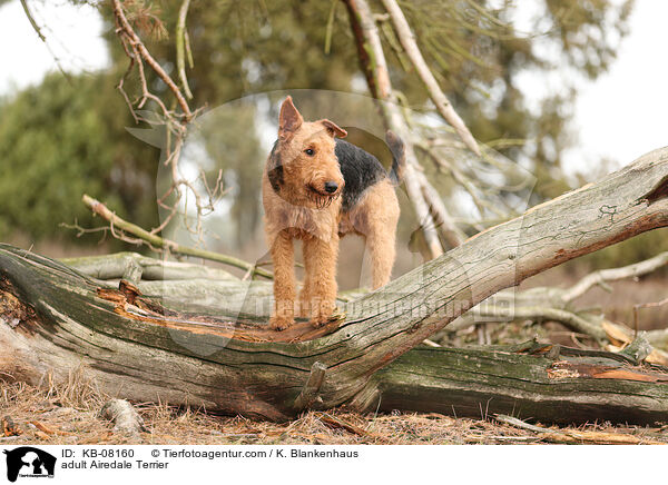 adult Airedale Terrier / KB-08160