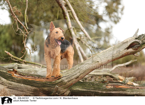 ausgewachsener Airedale Terrier / adult Airedale Terrier / KB-08161