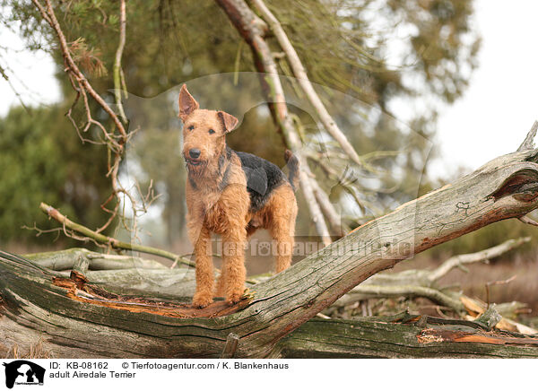 adult Airedale Terrier / KB-08162