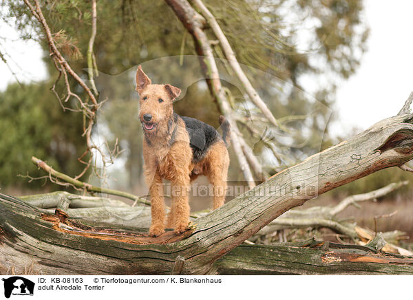 adult Airedale Terrier / KB-08163