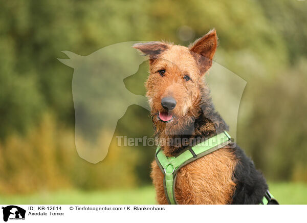 Airedale Terrier / KB-12614
