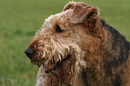 Airedale Terrier Portrait