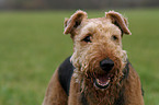 Airedale Terrier Portrait