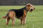 standing Airedale Terrier