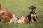 Airedale Terrier Puppy