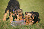 Airedale Terrier Puppy