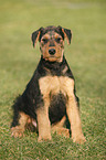 Airedale Terrier Puppy