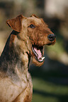 Airedale Terrier Portrait