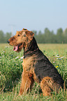 sitting Airedale Terrier