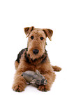 lying Airedale Terrier