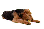 lying Airedale Terrier