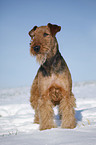 standing Airedale Terrier