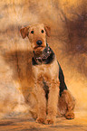 sitting Airedale Terrier