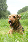 lying Airedale Terrier