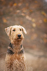 Airedale Terrier Portrait