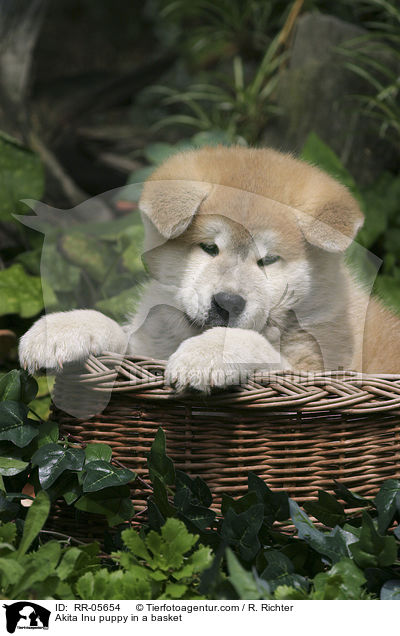 Akita Inu puppy in a basket / RR-05654