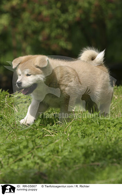 running puppy / RR-05667