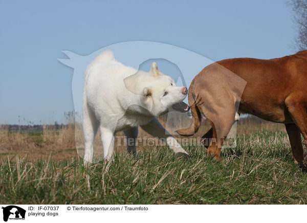 spielende Hunde / playing dogs / IF-07037