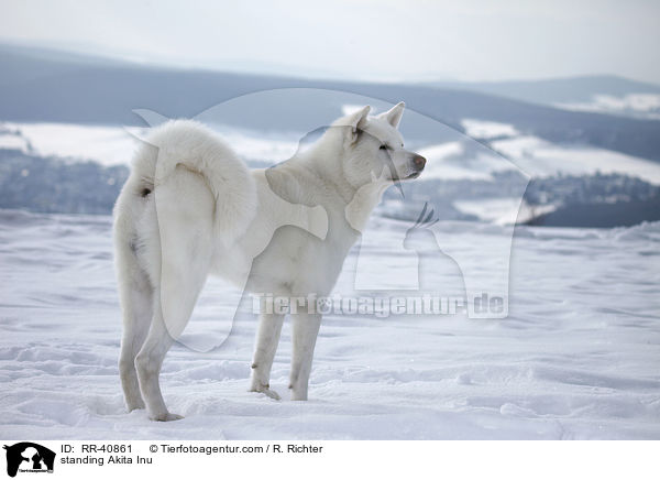 stehender Akita Inu / standing Akita Inu / RR-40861