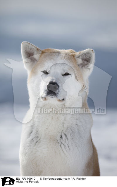 Akita Inu Portrait / Akita Inu Portrait / RR-40910