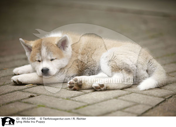 liegender Akita Inu Welpe / lying Akita Inu Puppy / RR-52496