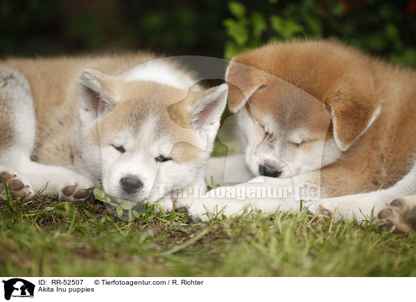 Akita Inu Welpen / Akita Inu puppies / RR-52507