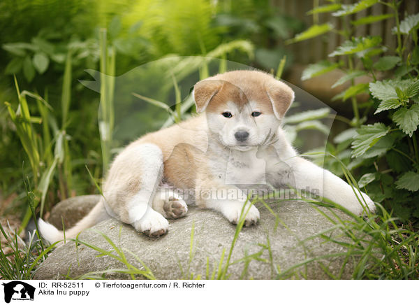 Akita Inu Welpe / Akita Inu puppy / RR-52511