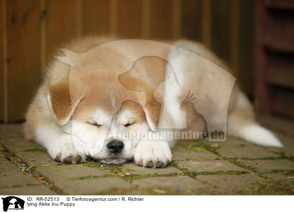 liegender Akita Inu Welpe / lying Akita Inu Puppy / RR-52513