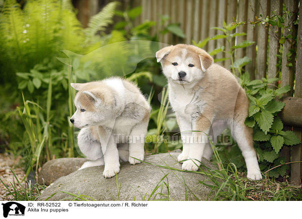 Akita Inu Welpen / Akita Inu puppies / RR-52522