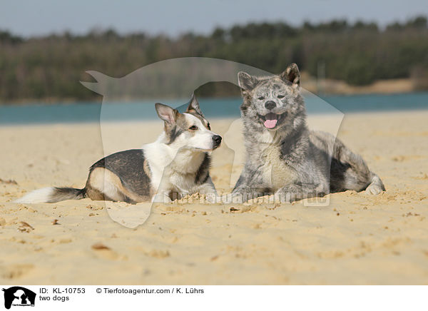 zwei Hunde / two dogs / KL-10753
