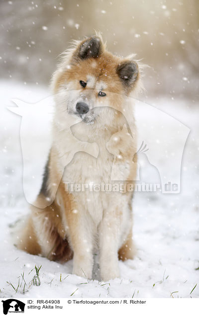 sitzender Akita Inu / sitting Akita Inu / RR-64908